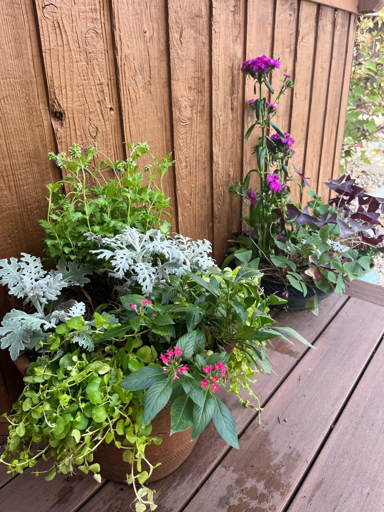 Colorful blooms & foliage along a cedar plank wall
