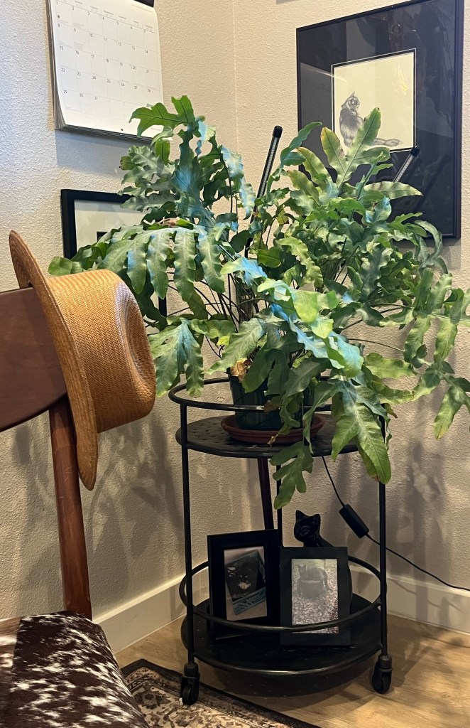 Blue star fern on a black accent table with a cowboy hat in the foreground.