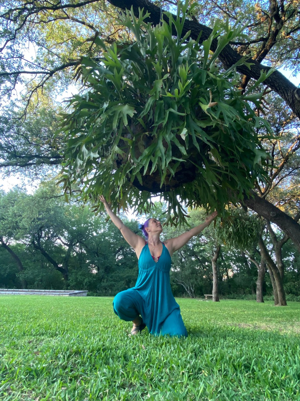 Katy kneels beneath a giant staghorn fern hanging from a tree branch.