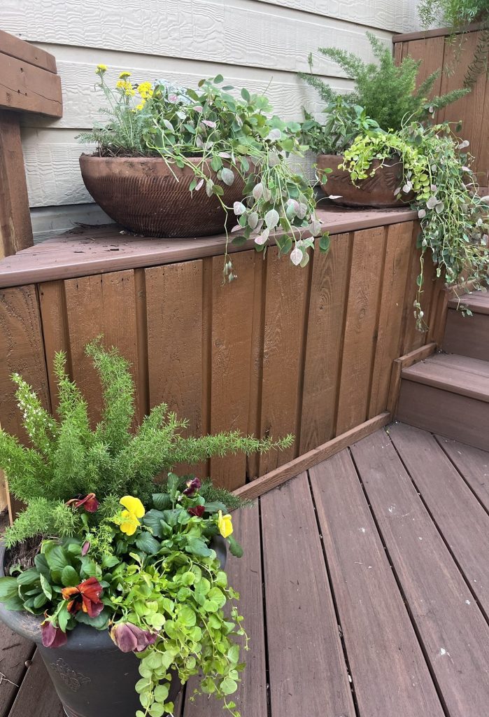 Colorful plants spill over pots lining a cedar walkway